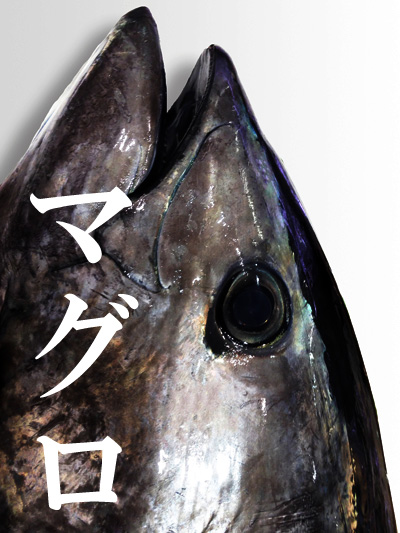 マグロ